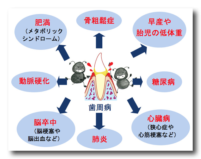 消化器系および心臓血管系への影響