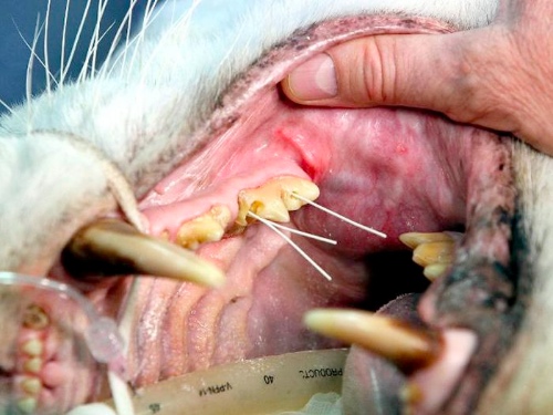 tiger_root_canal_07.jpg